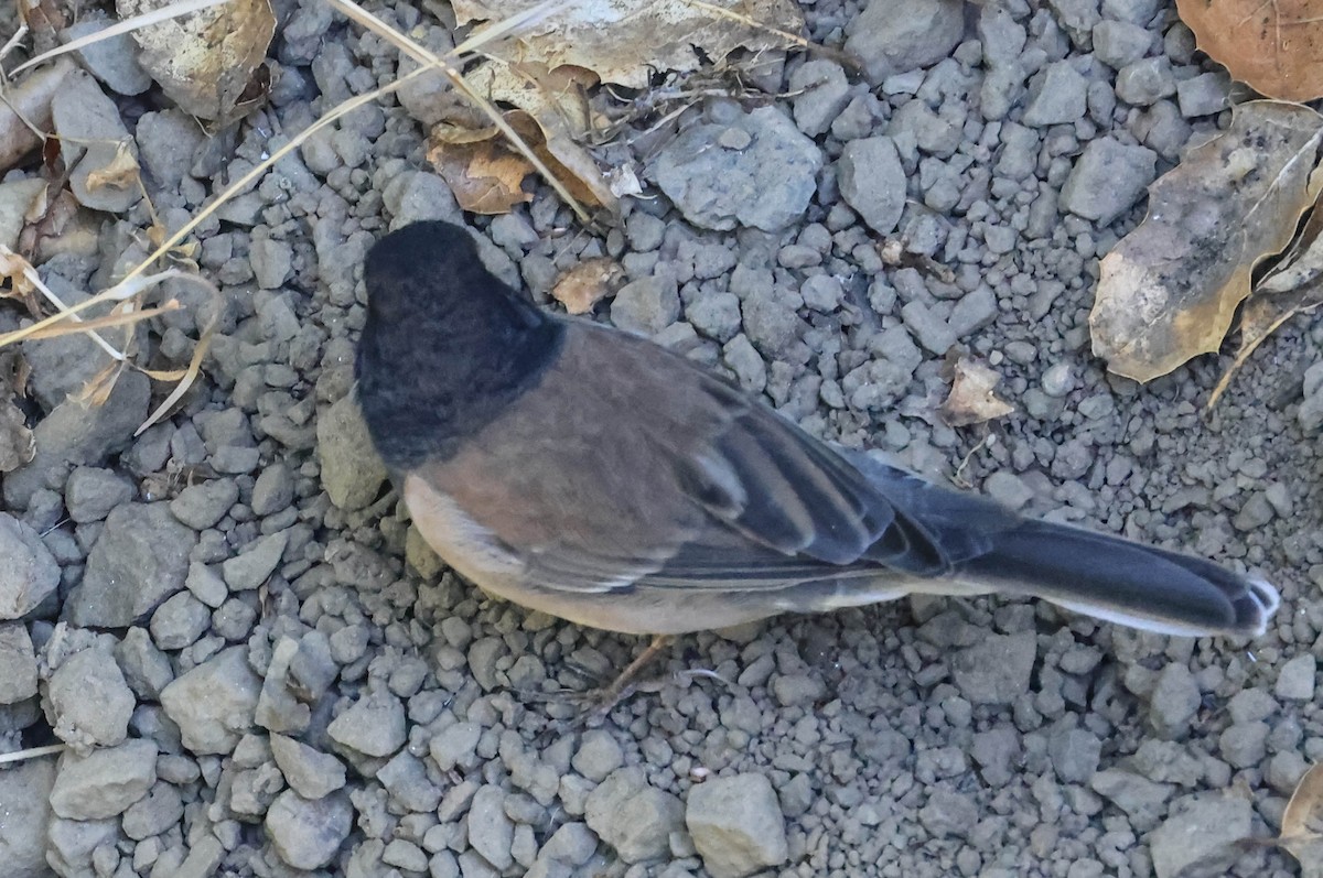 Dark-eyed Junco - ML641037644
