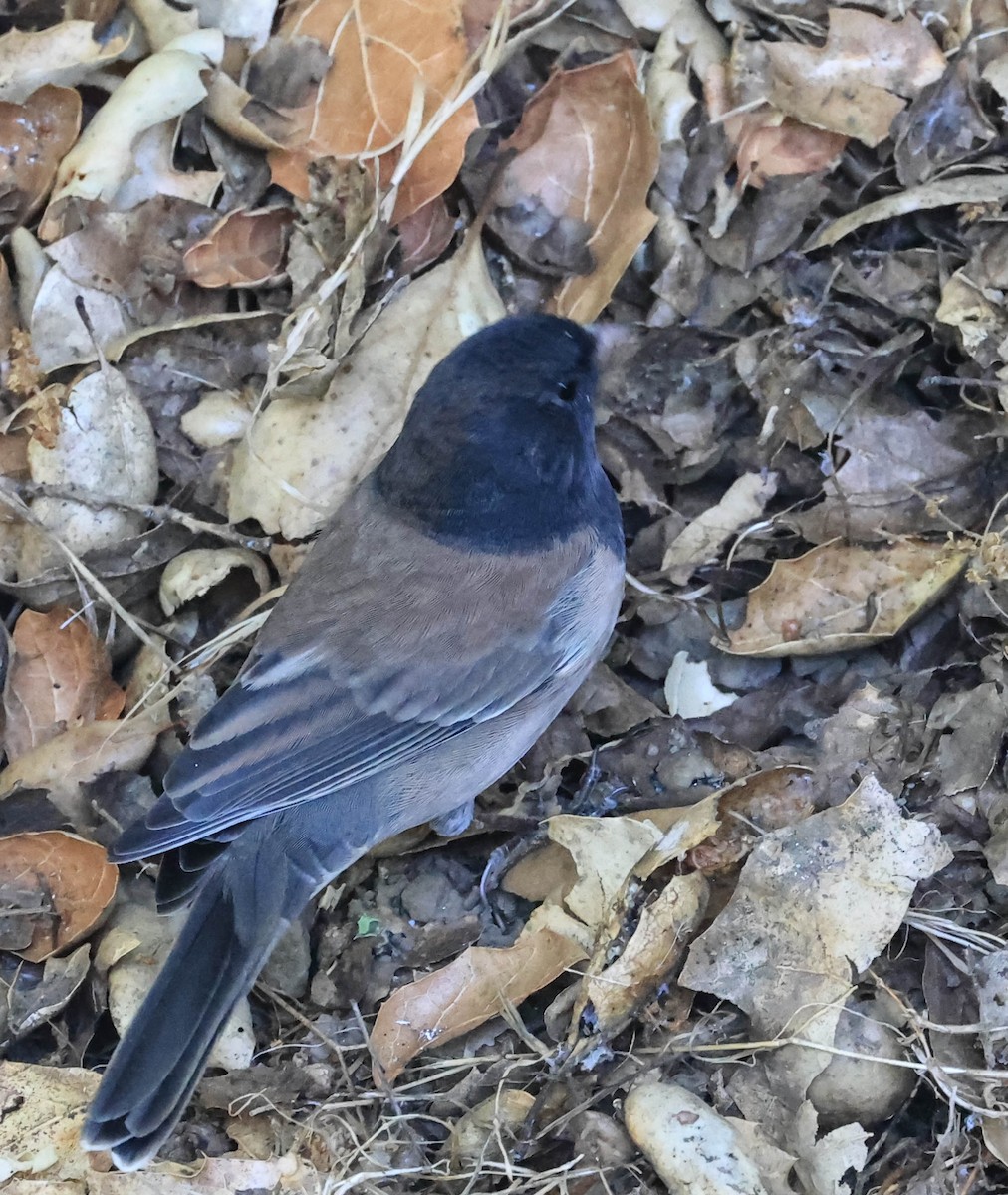 Dark-eyed Junco - ML641037650