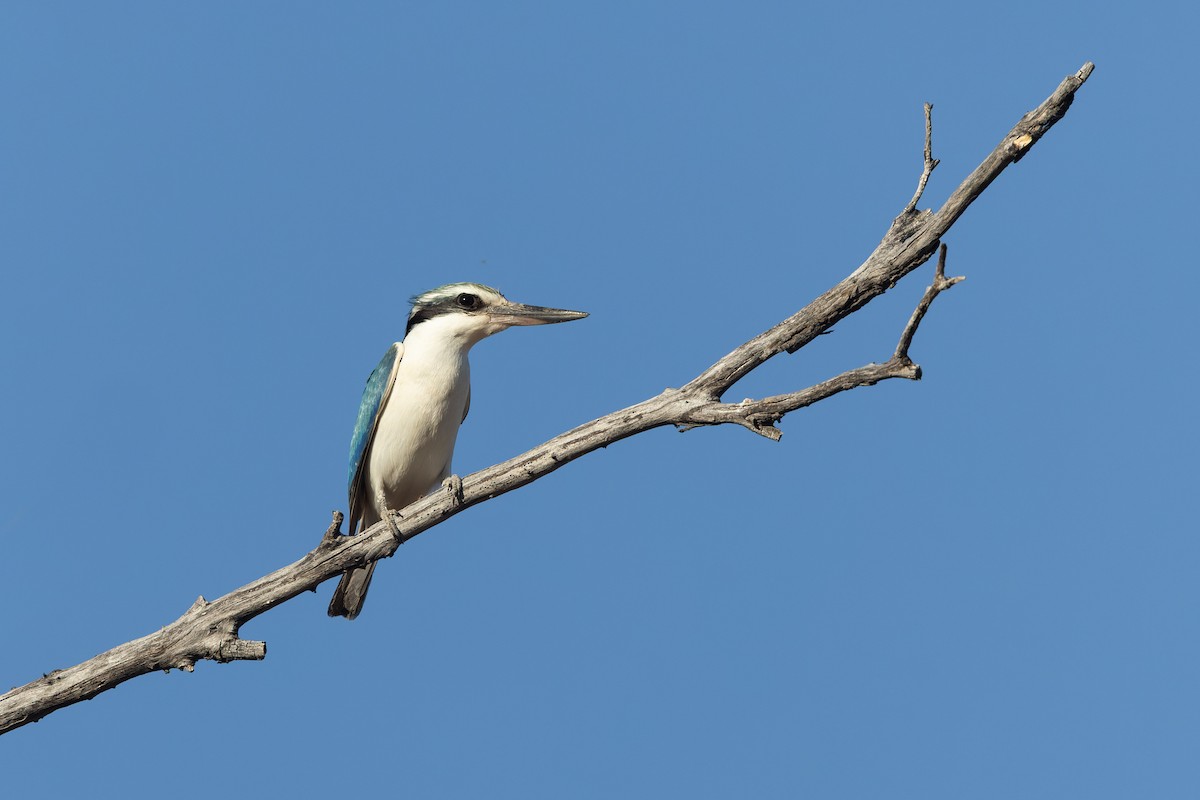 Red-backed Kingfisher - ML641037661