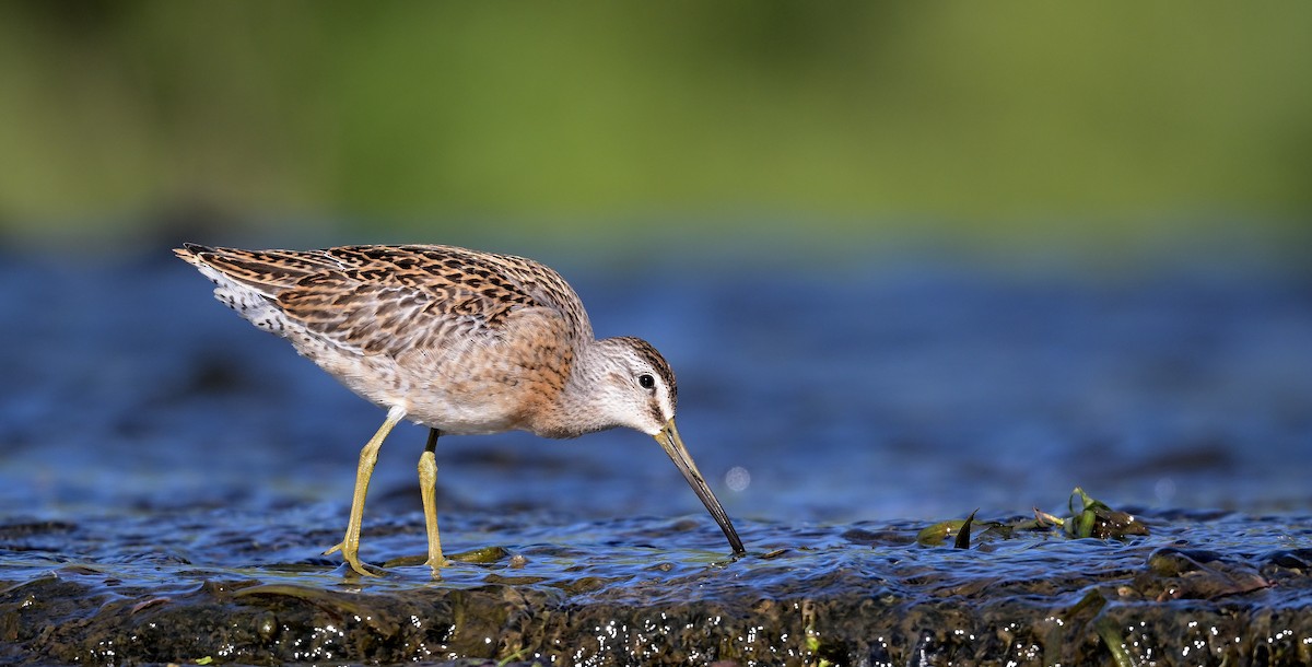 Short-billed Dowitcher - ML641037665