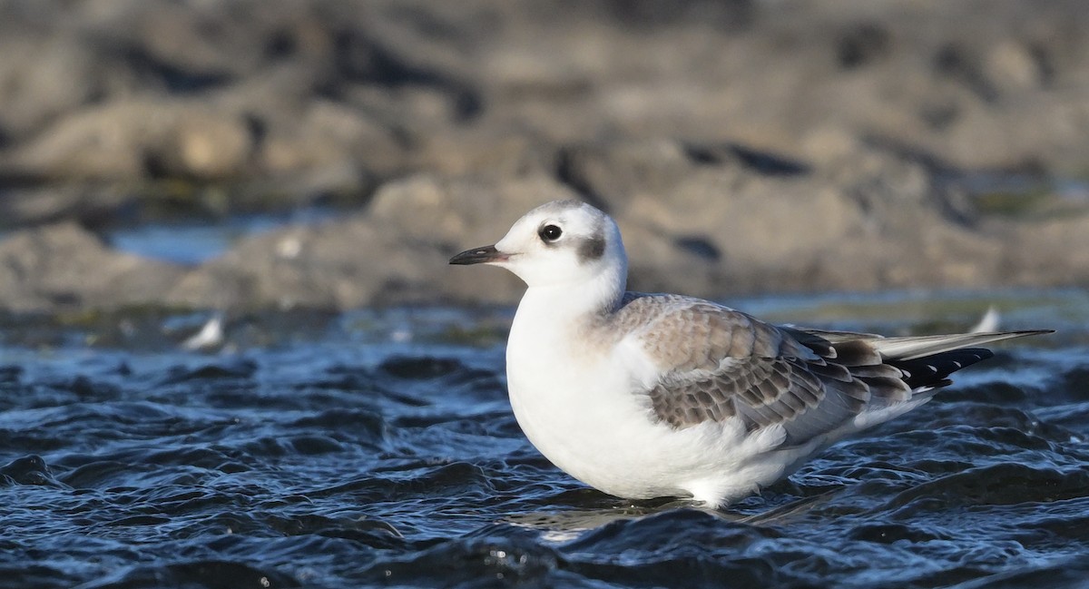 Bonaparte's Gull - ML641037679