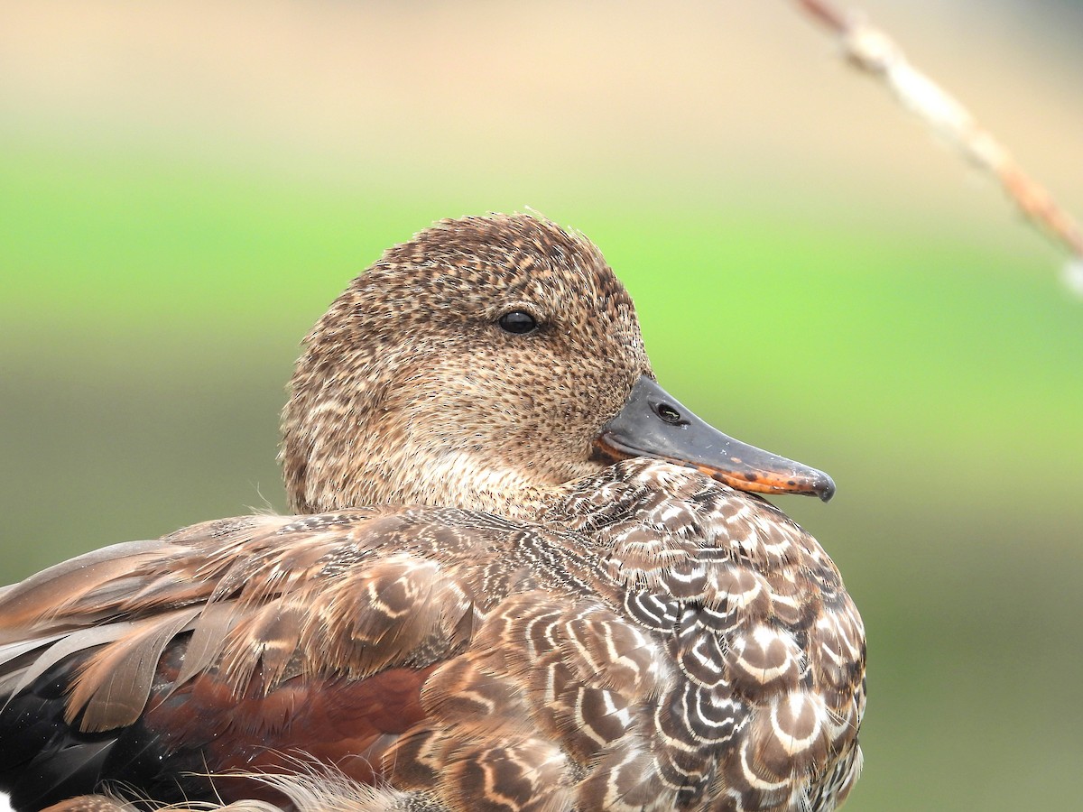 Gadwall - ML641037687