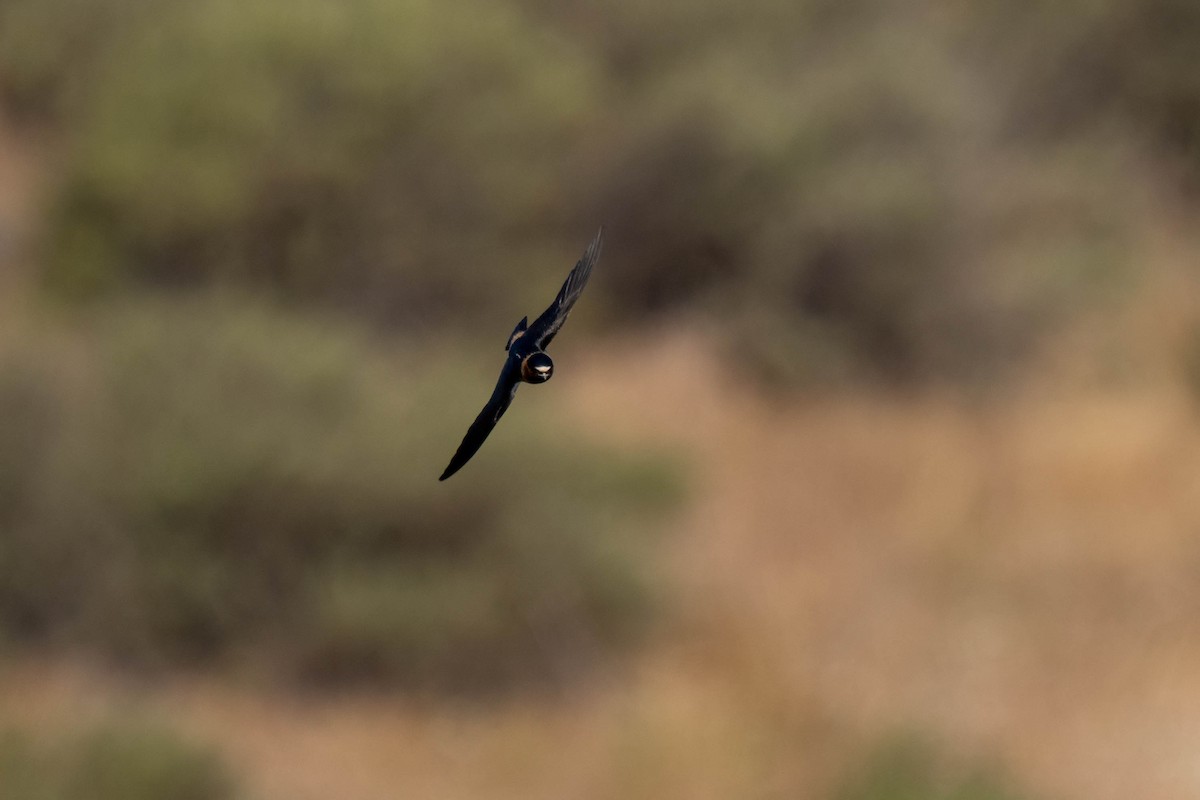 Cliff Swallow - ML641037710