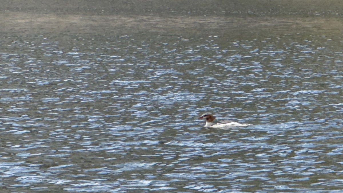 カワアイサ（americanus） - ML641037735