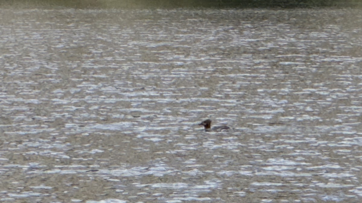 カワアイサ（americanus） - ML641037736