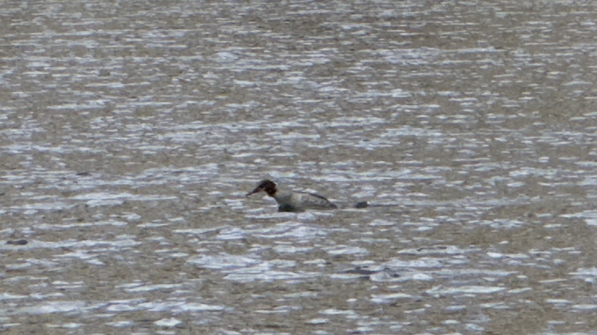 カワアイサ（americanus） - ML641037737