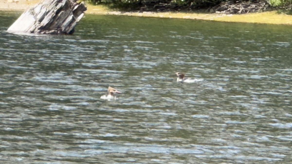カワアイサ（americanus） - ML641037738