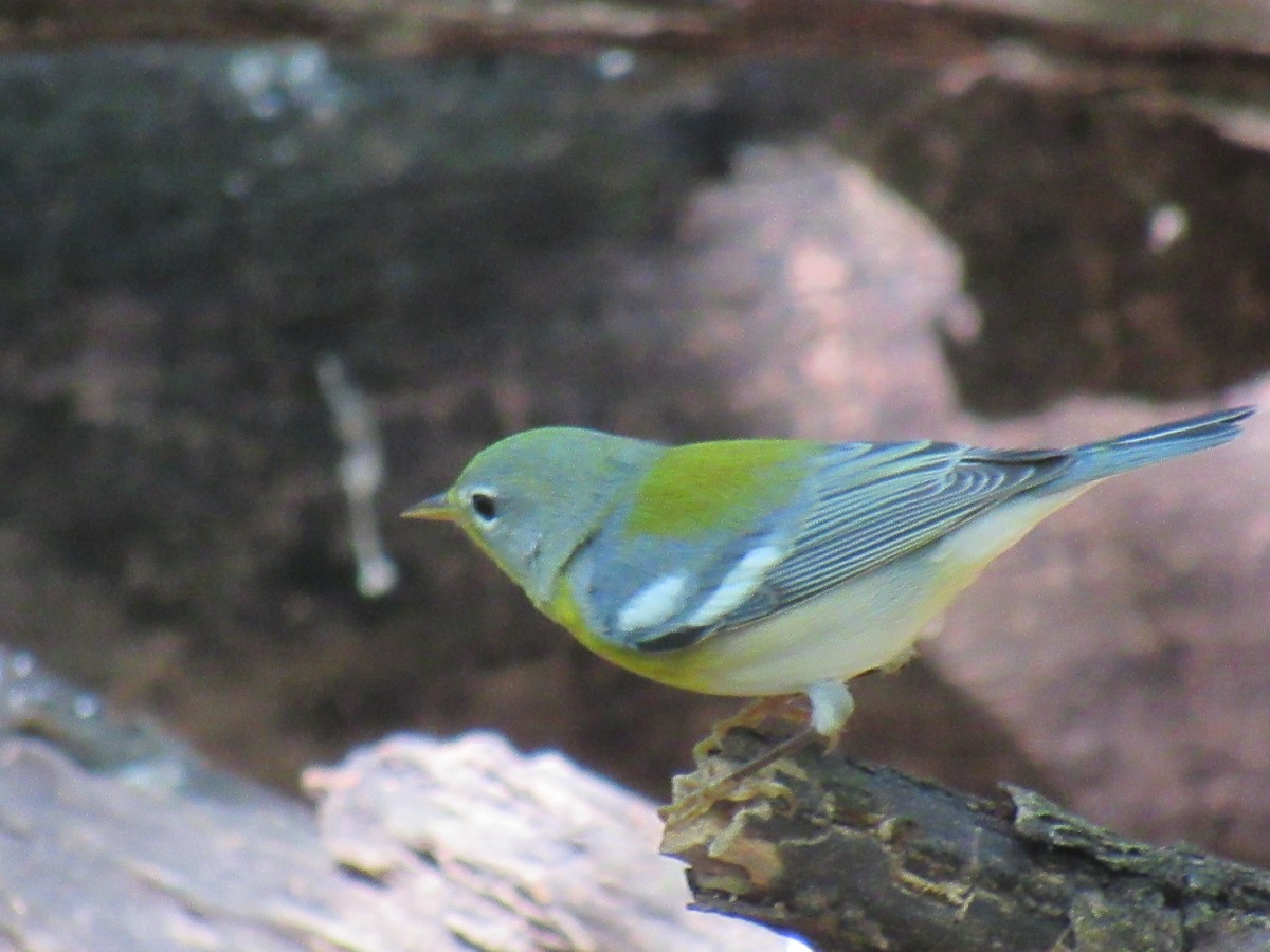 Northern Parula - ML641037747