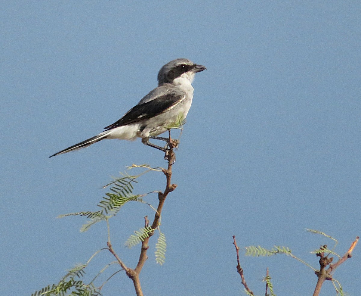 Loggerhead Shrike - ML641037751