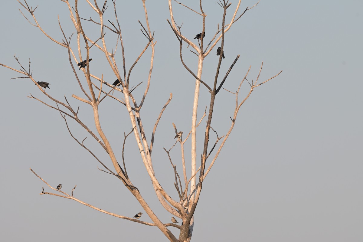 White-shouldered Starling - ML641037763