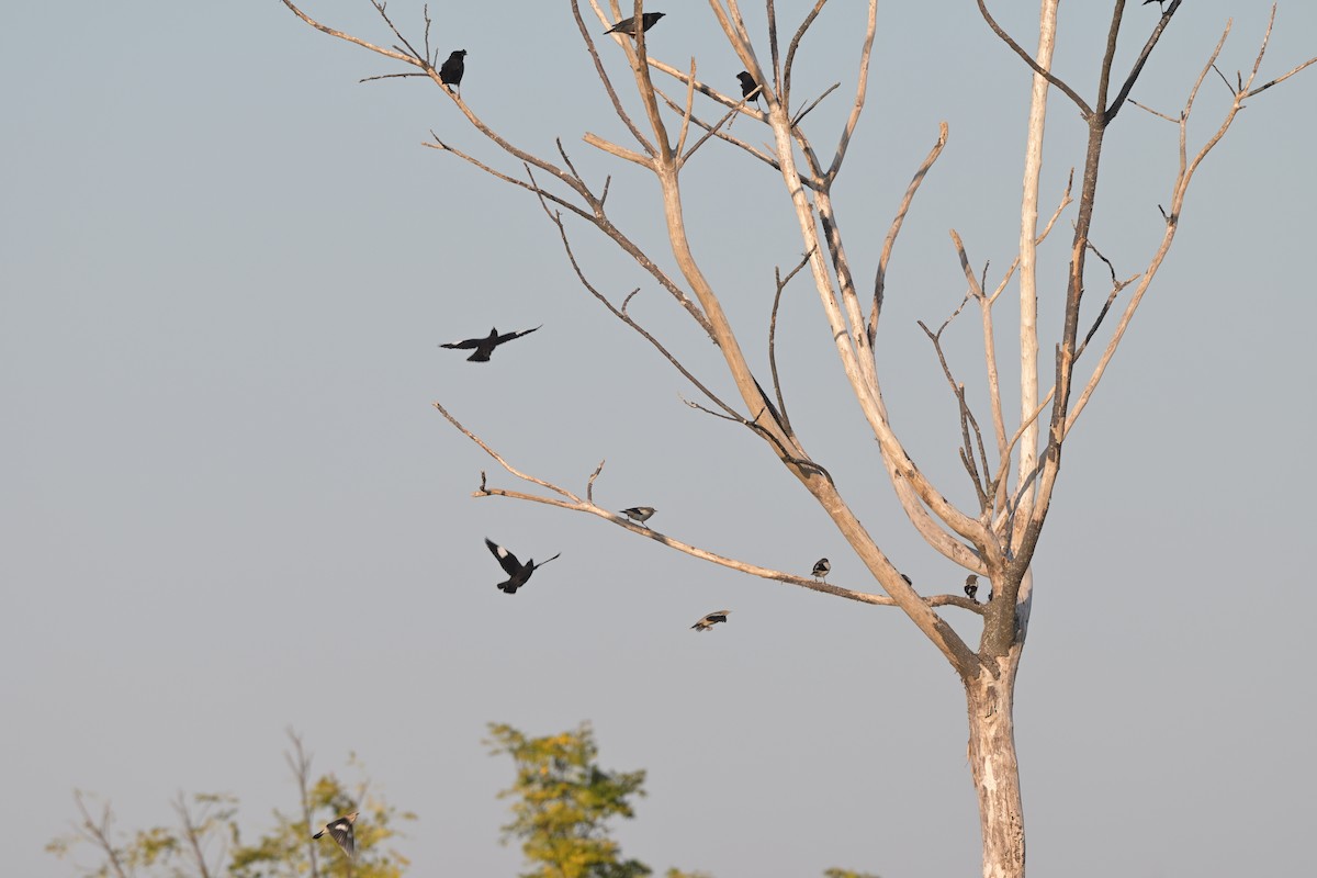 White-shouldered Starling - ML641037764