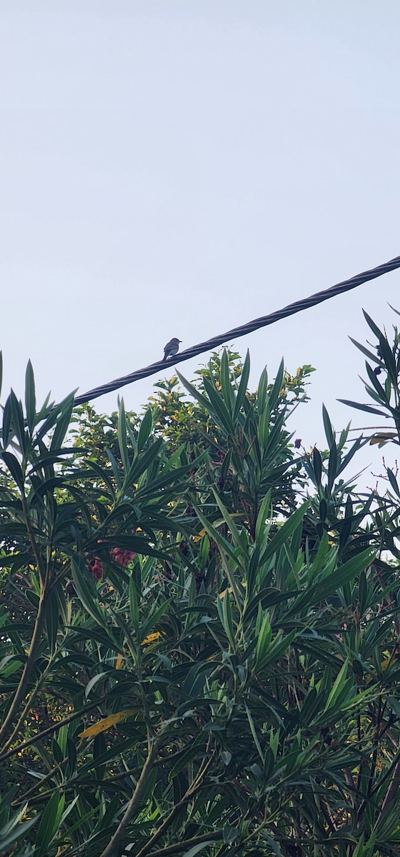 Spotted Flycatcher - ML641037766