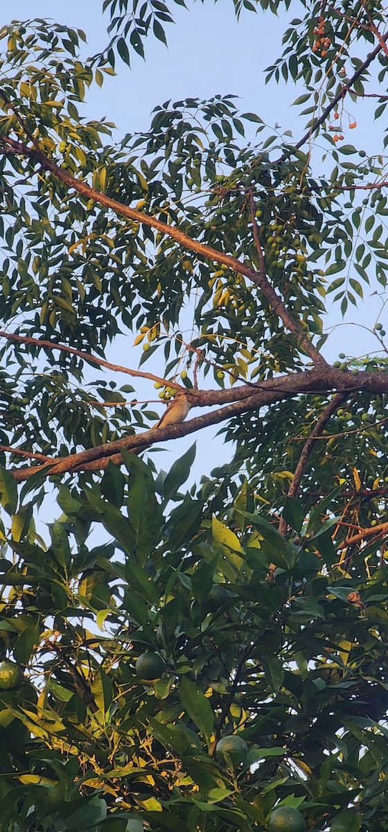 Spotted Flycatcher - ML641037767