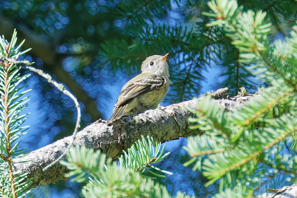 Hammond's Flycatcher - ML641037769