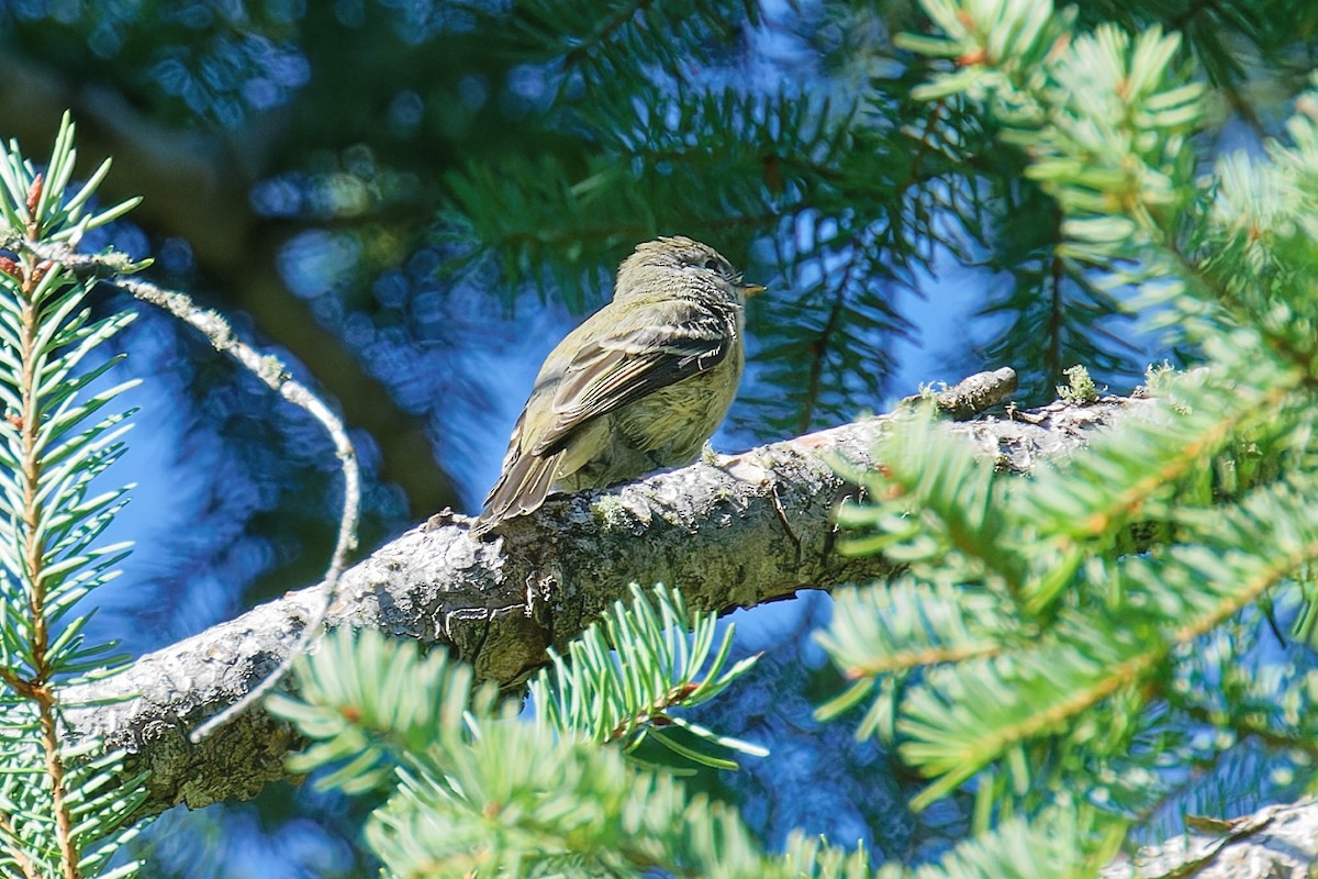 Hammond's Flycatcher - ML641037770