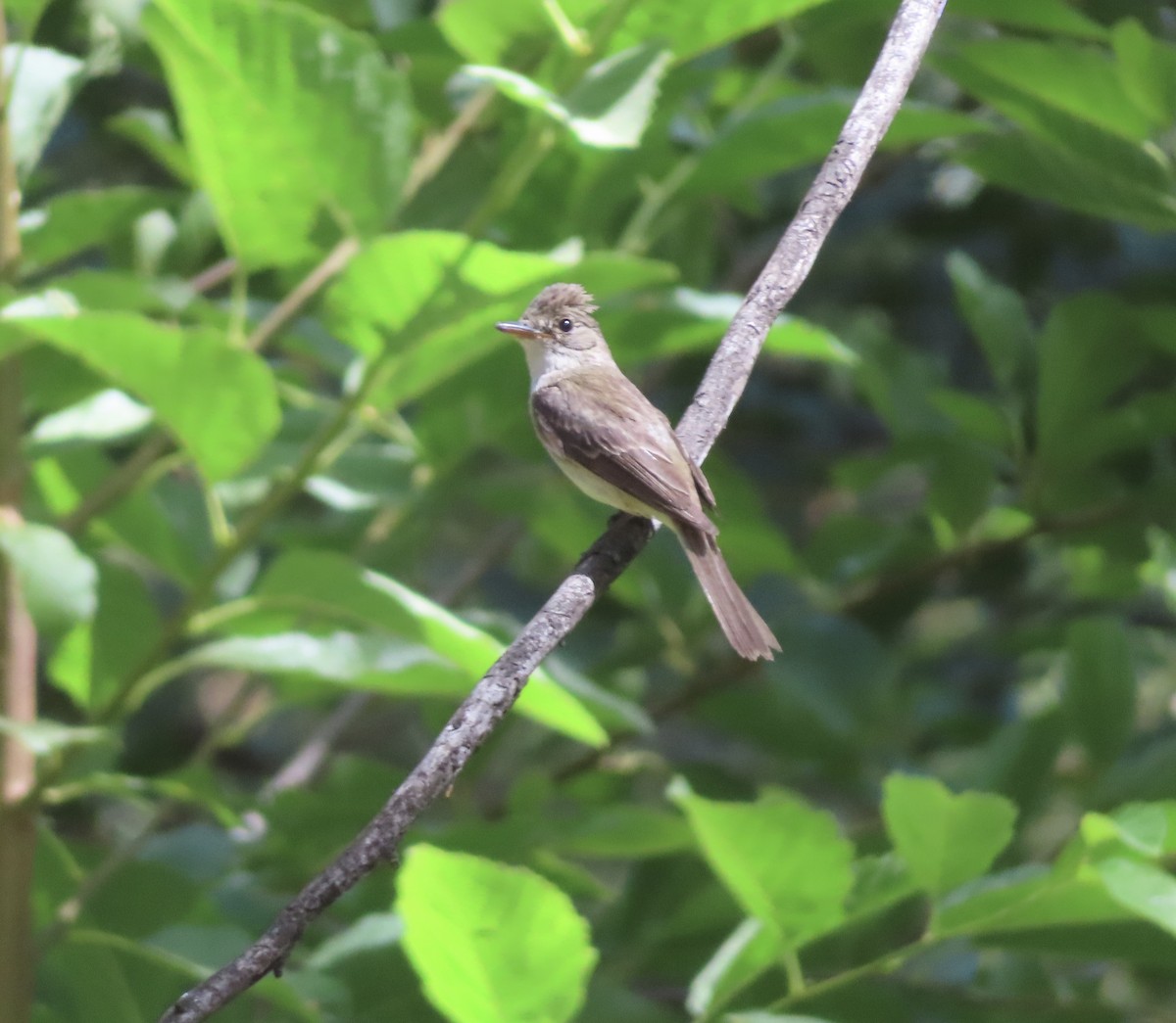 Willow Flycatcher - ML641037773