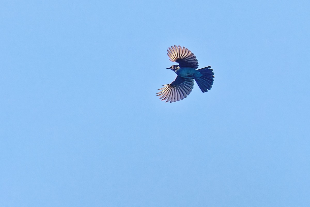 Steller's Jay (Southwest Interior) - ML641037776