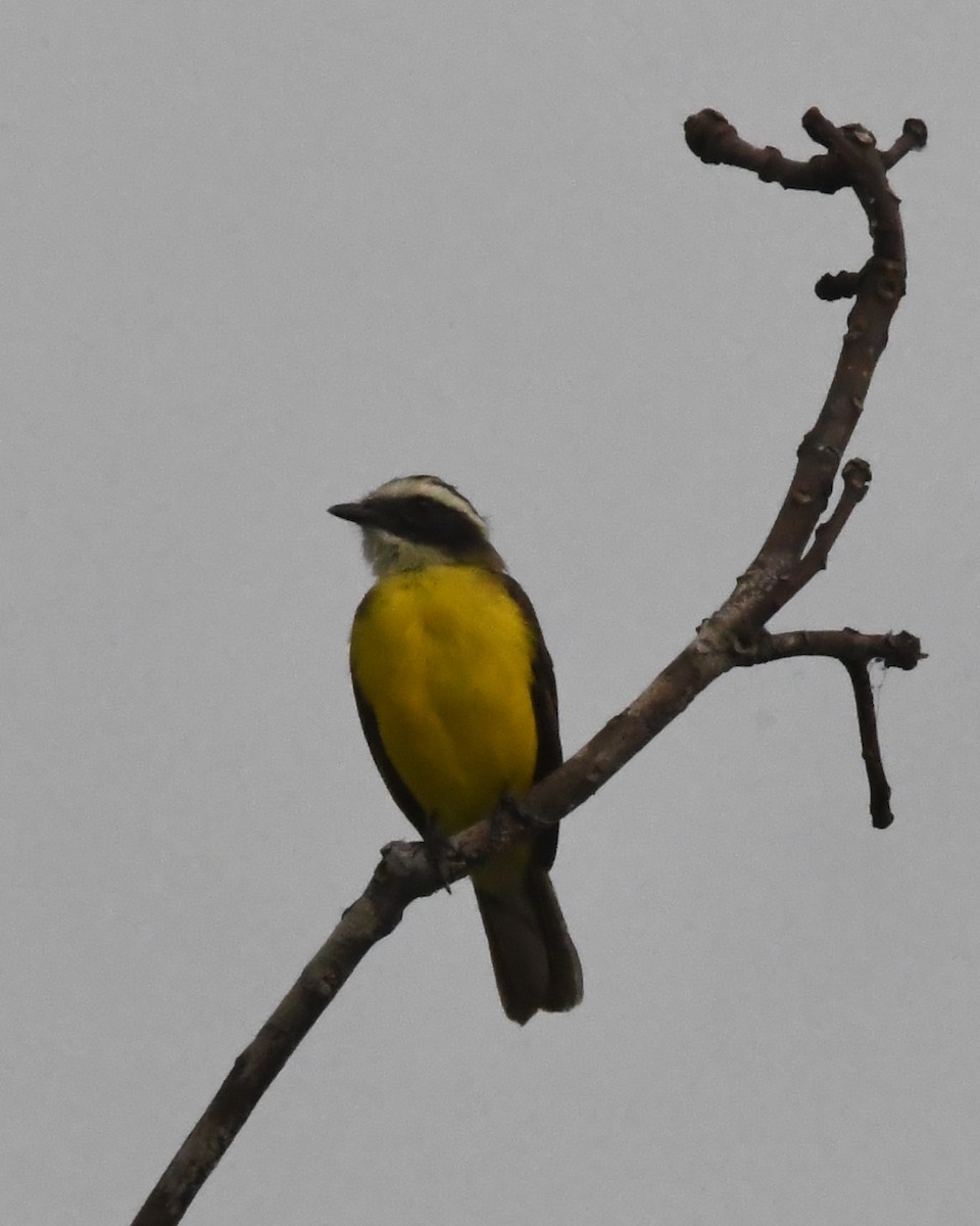 Social Flycatcher - ML641037778