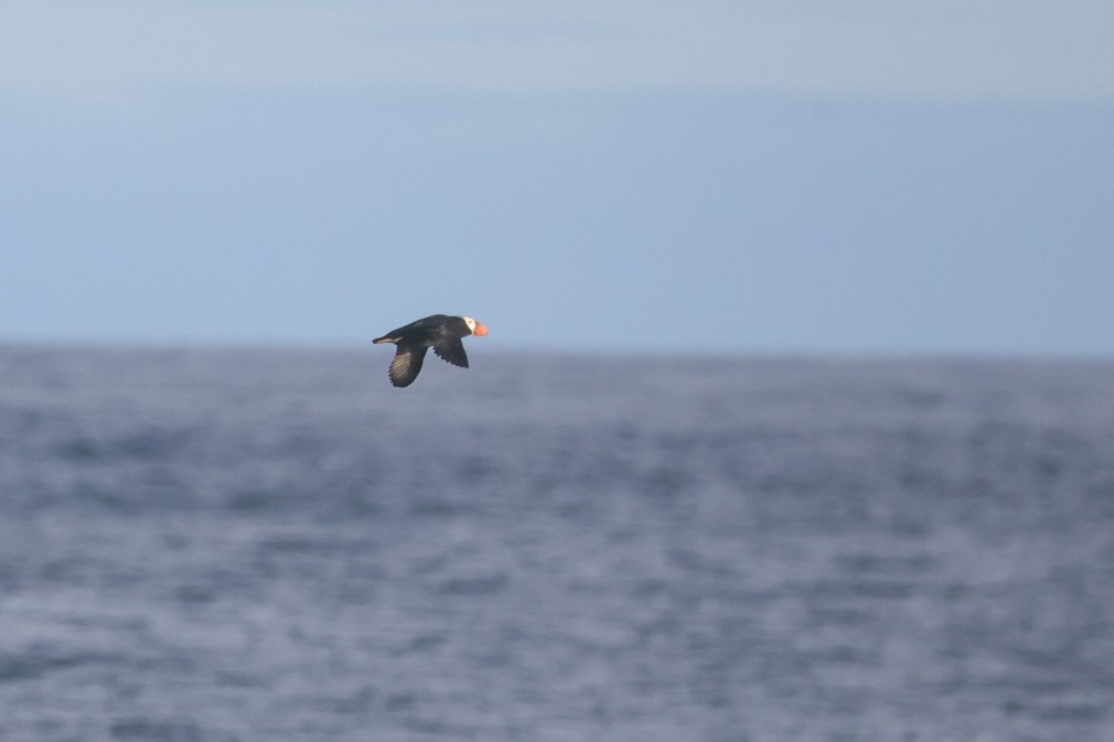 Tufted Puffin - ML641037782