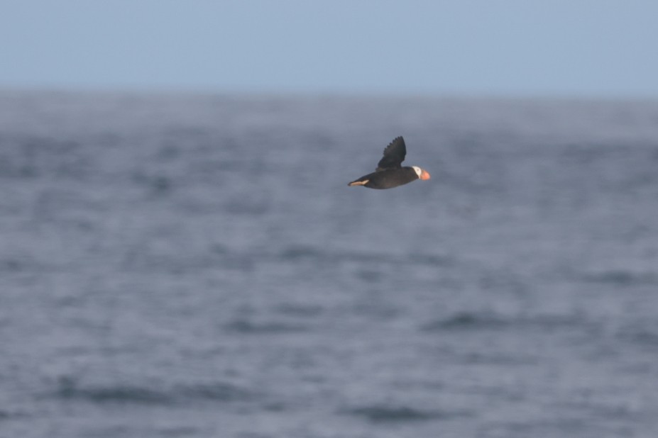 Tufted Puffin - ML641037783