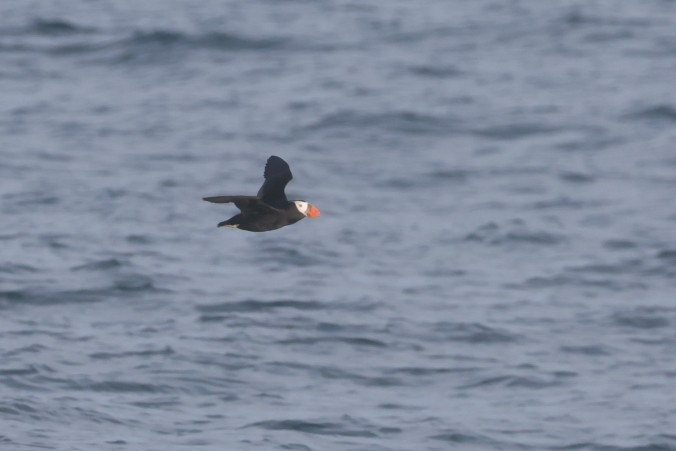 Tufted Puffin - ML641037784