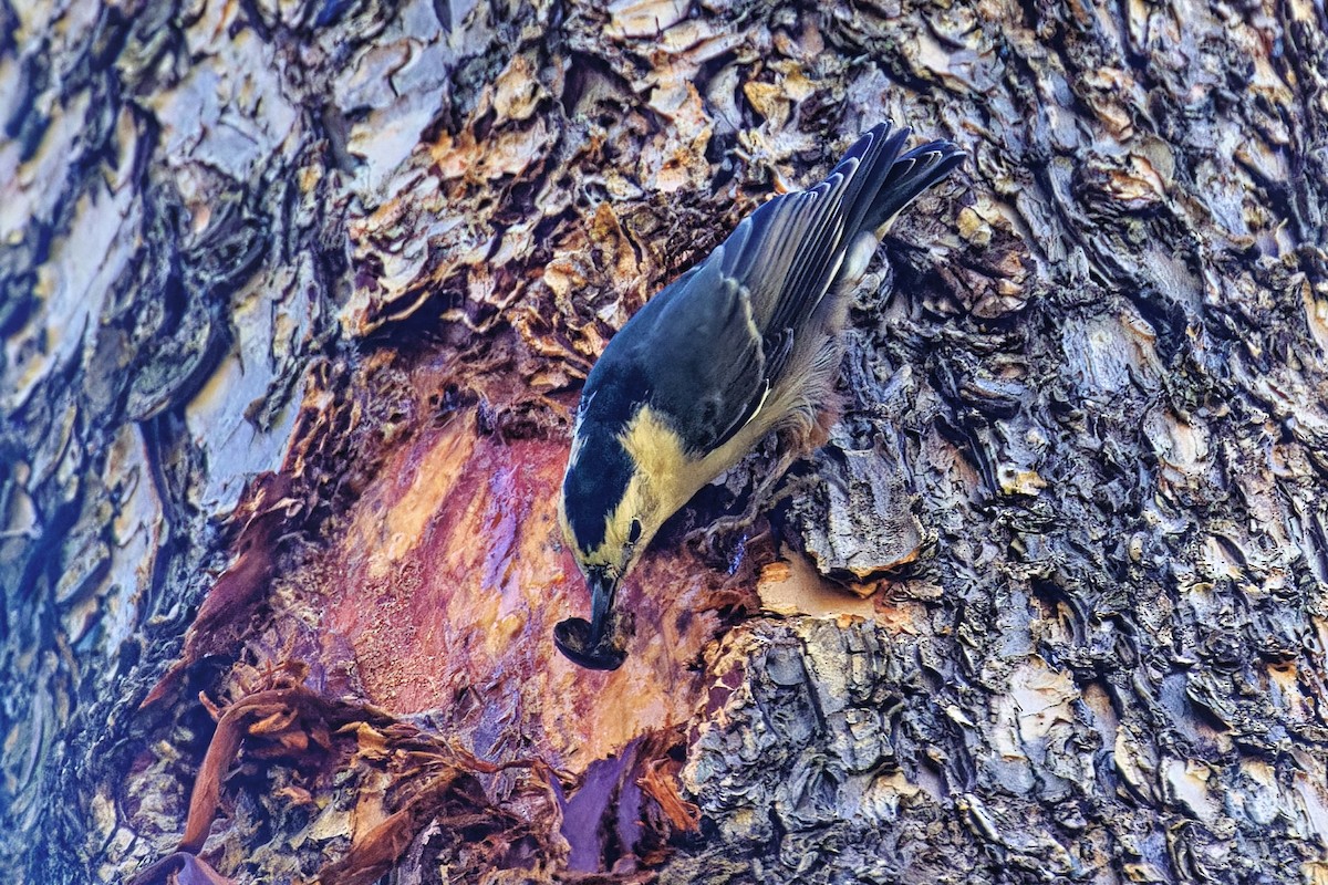 White-breasted Nuthatch - ML641037785
