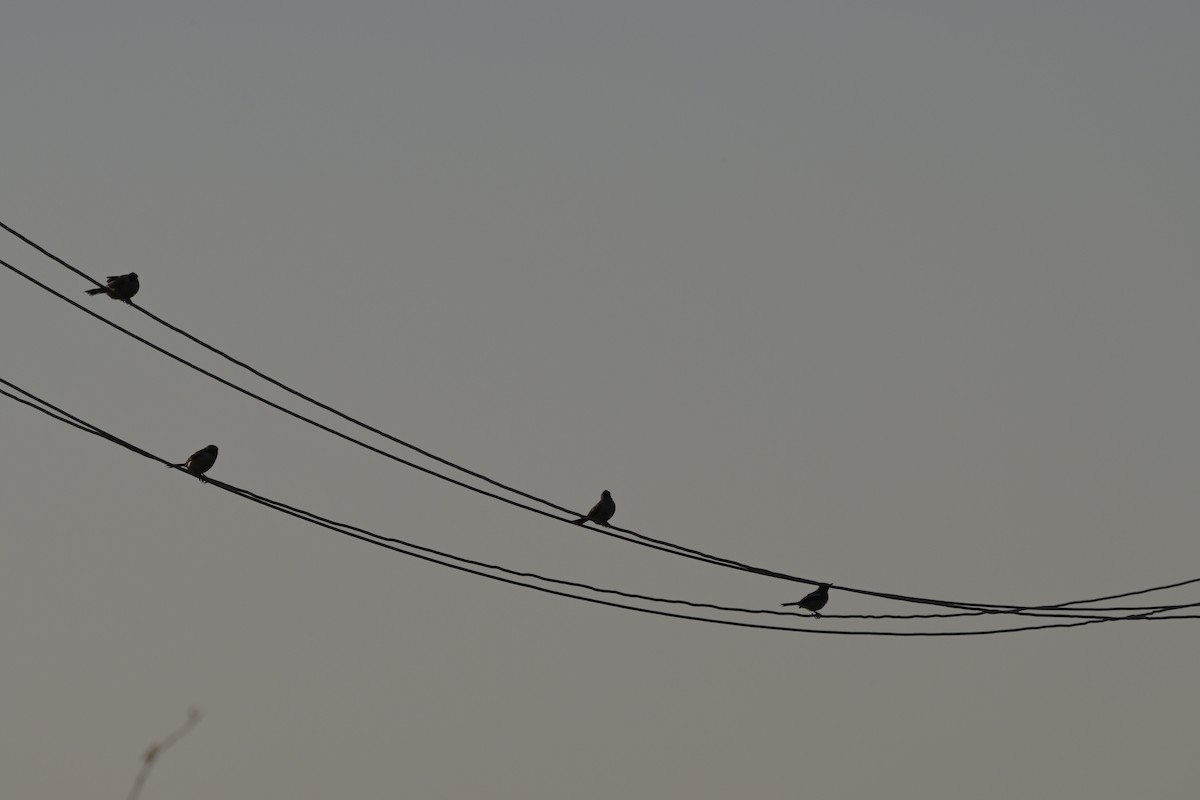 Sooty-headed Bulbul - ML641037786