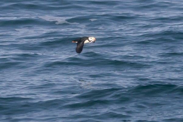 Horned Puffin - ML641037787