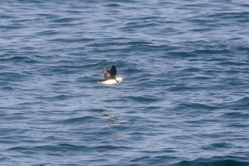 Horned Puffin - ML641037788