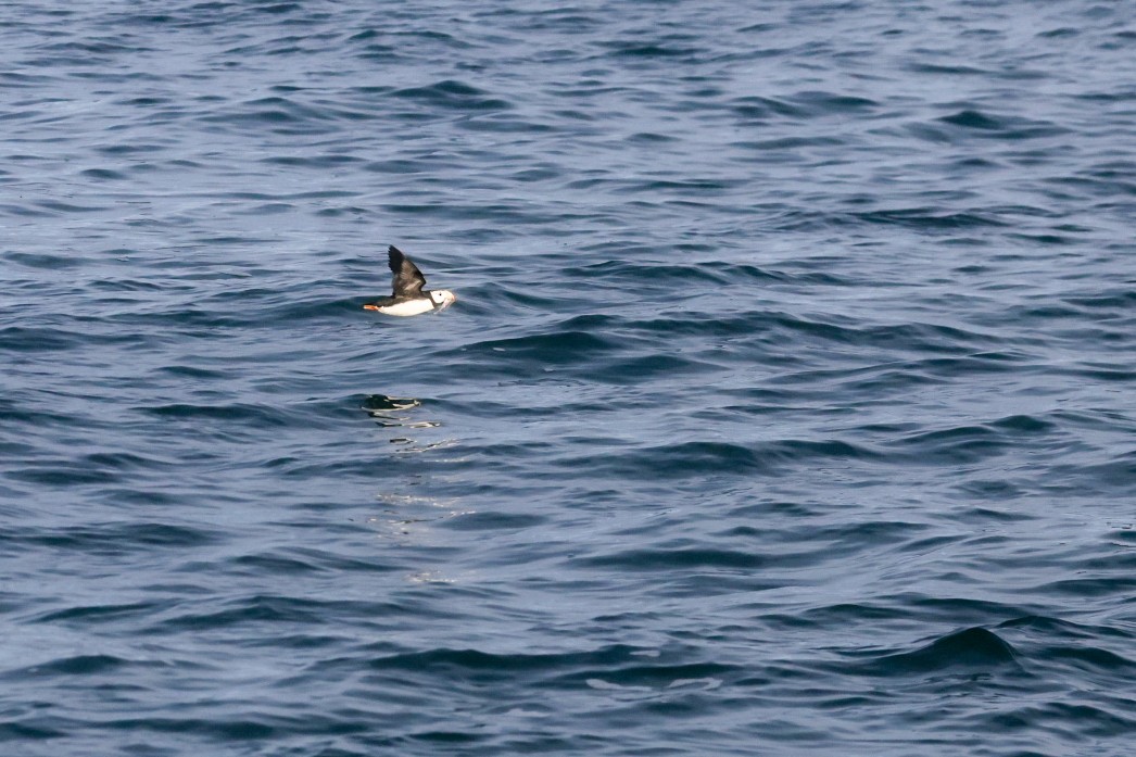 Horned Puffin - ML641037789