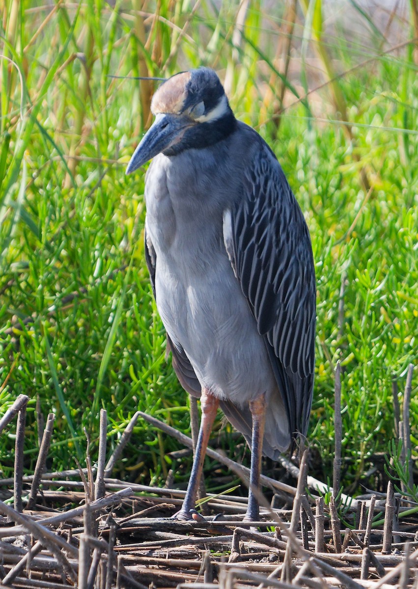 Yellow-crowned Night Heron - ML641037794