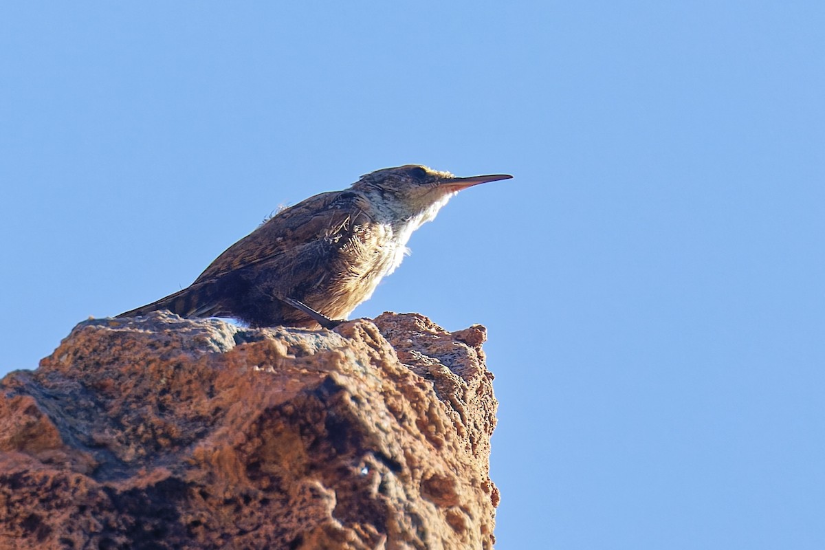 Canyon Wren - ML641037795
