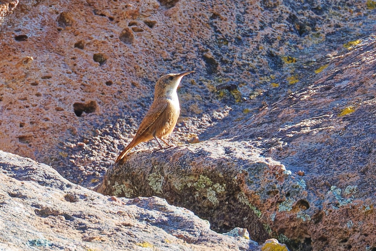 Canyon Wren - ML641037796