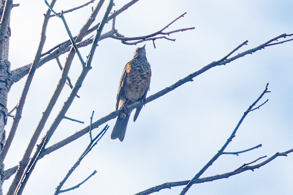 American Robin - ML641037798