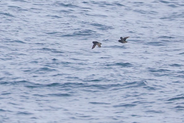 Crested Auklet - ML641037799