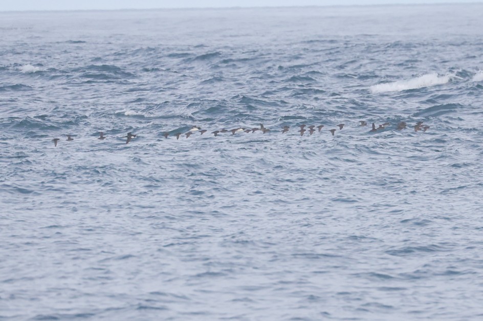 Crested Auklet - ML641037800