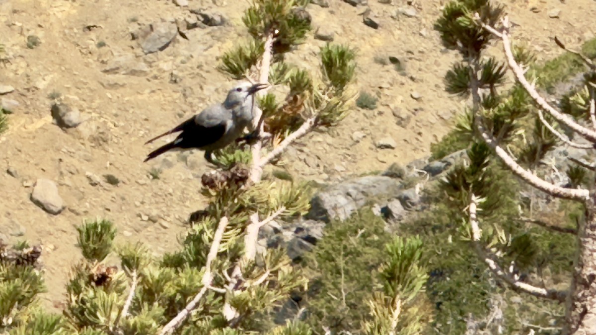 Clark's Nutcracker - ML641037801