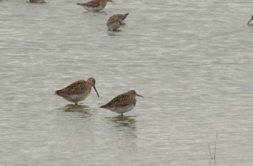 Pectoral Sandpiper - ML641037806
