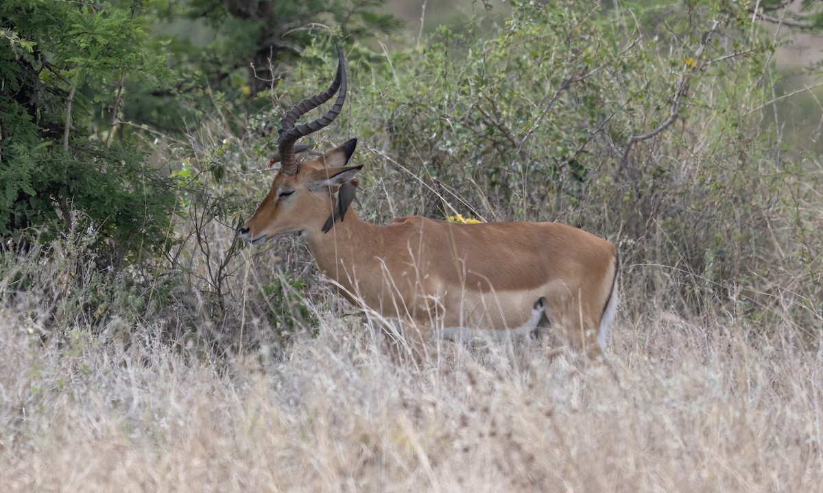 アカハシウシツツキ - ML641037861