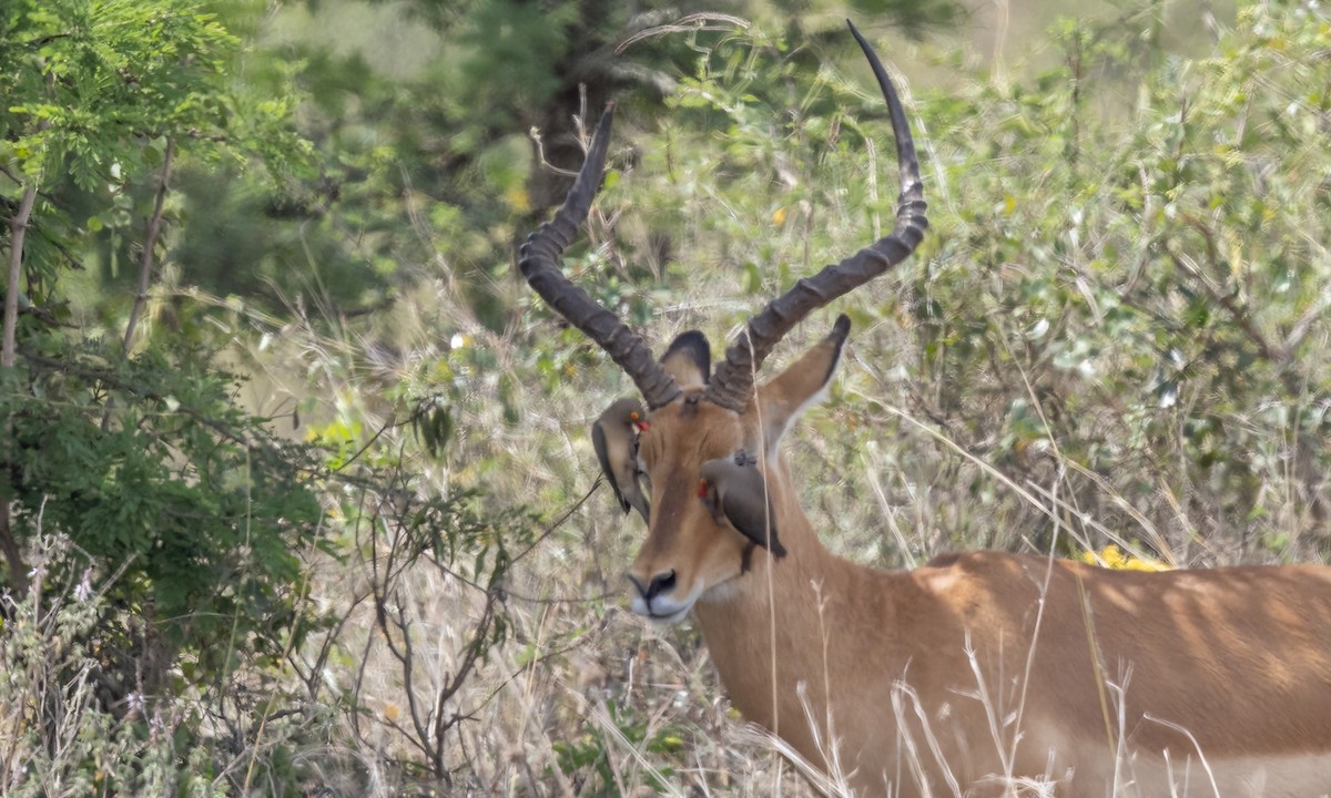 アカハシウシツツキ - ML641037862