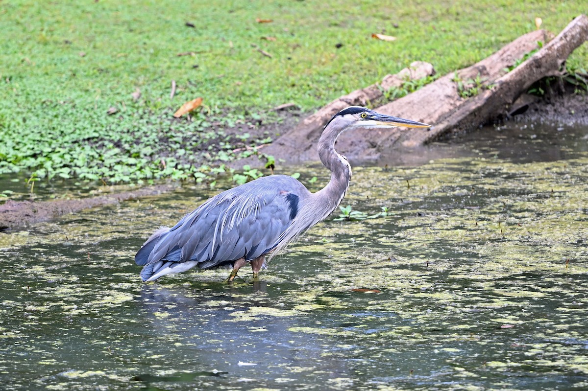 Great Blue Heron - ML641037894