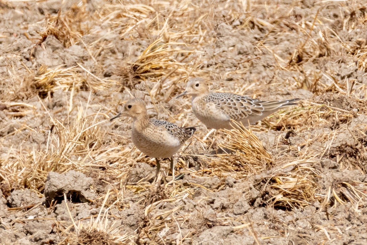 jespák plavý - ML641037896