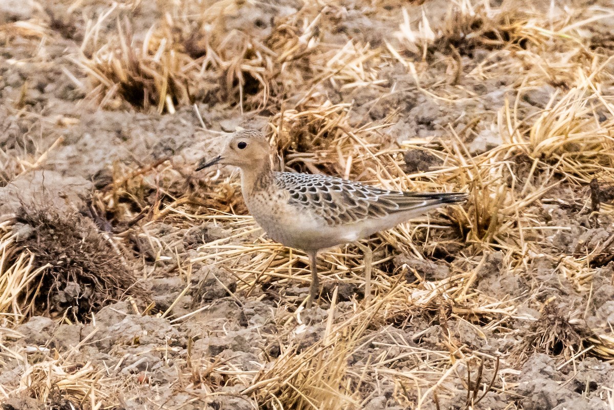 jespák plavý - ML641037897