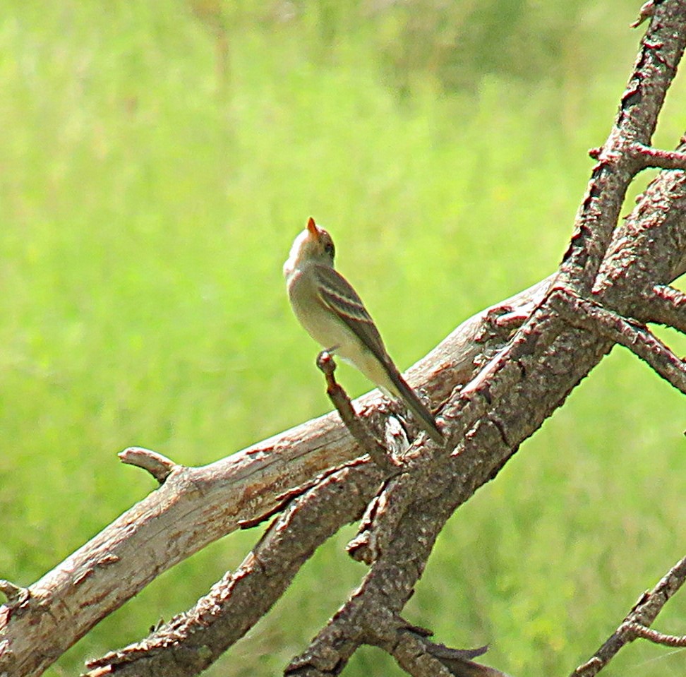 Greater Pewee - ML641037900