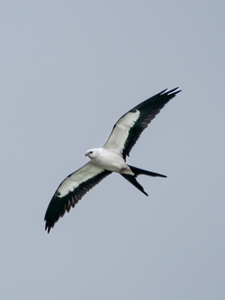 Swallow-tailed Kite - ML641037904
