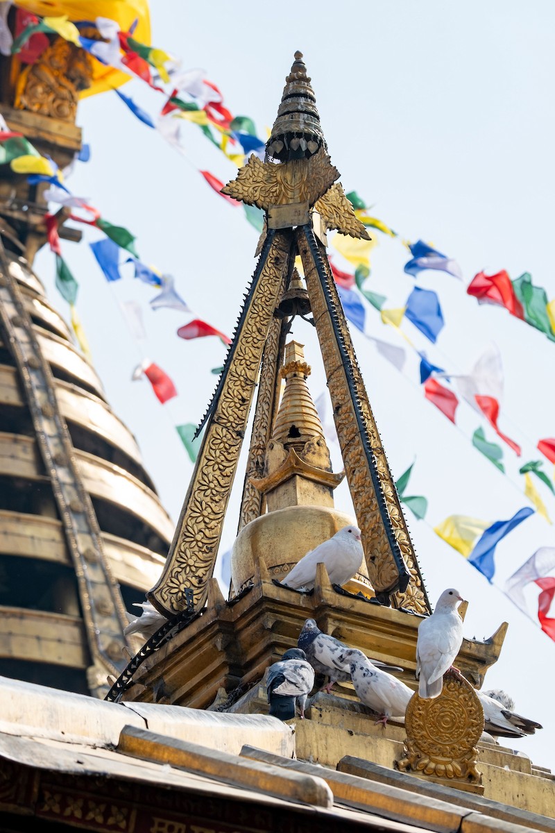 Хөхвөр тагтаа (суурин газрын) - ML641037968