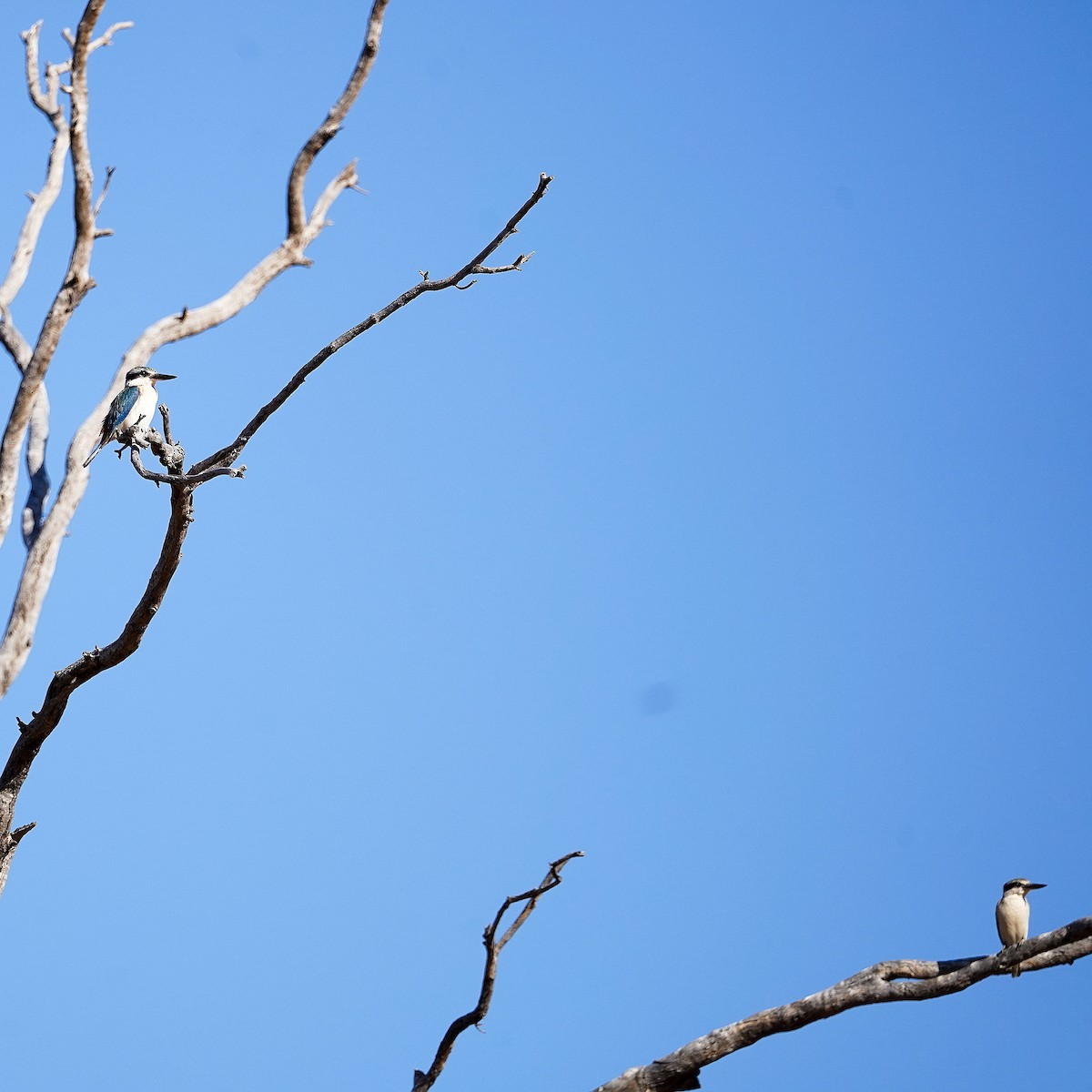 Red-backed Kingfisher - ML641037979