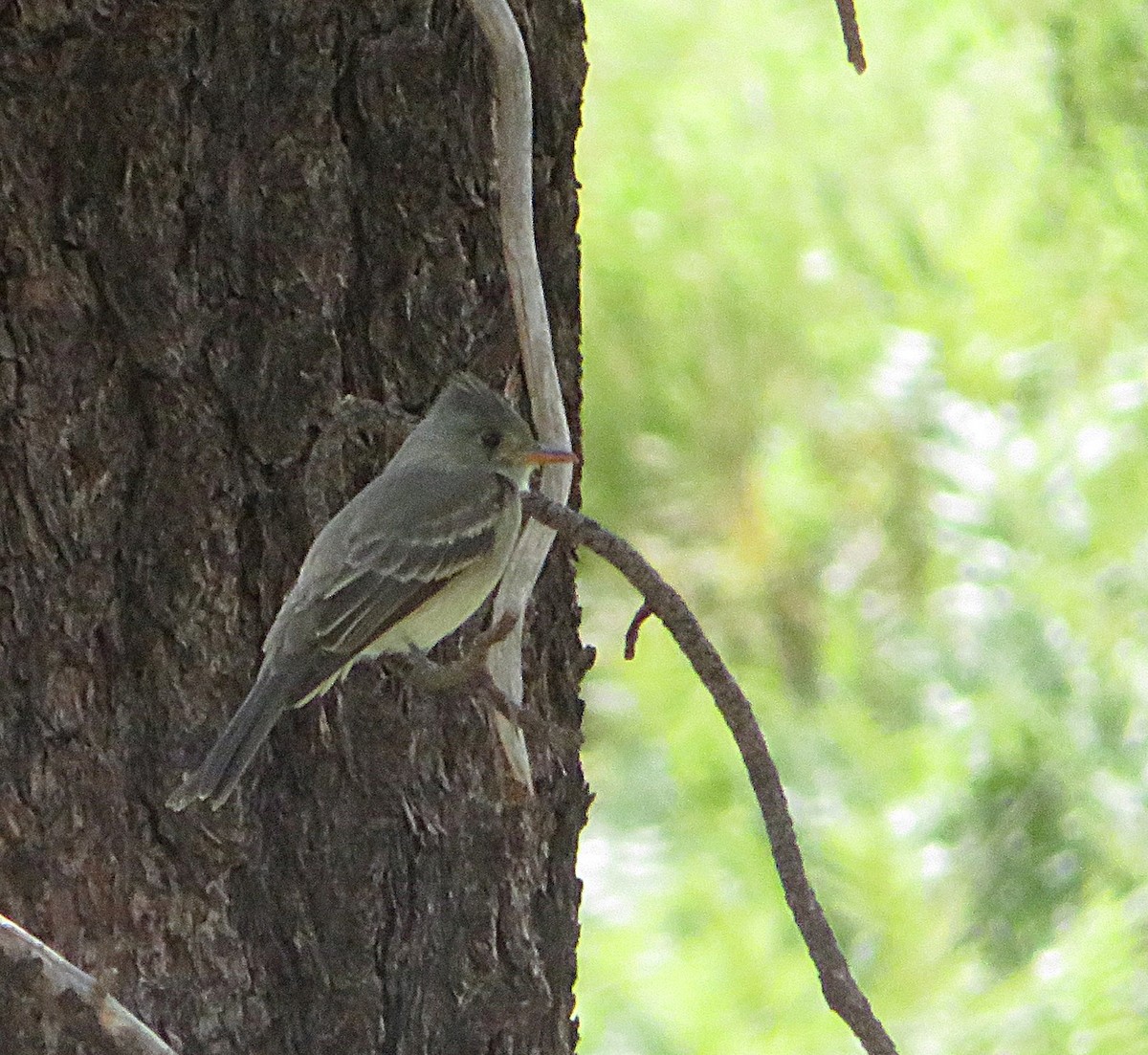 Greater Pewee - ML641037988
