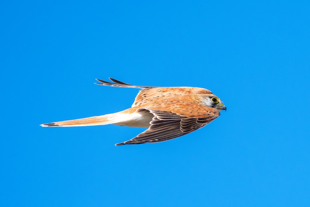 Nankeen Kestrel - ML641037994