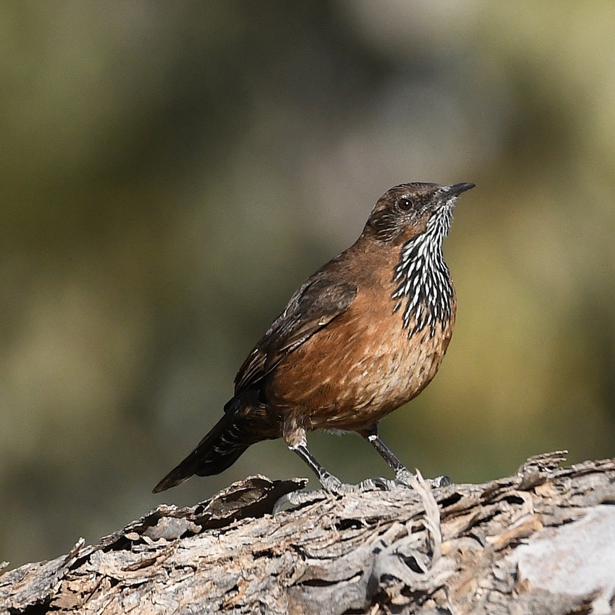 Black-tailed Treecreeper - ML641038001